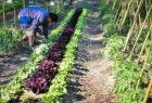 Maestría en Sistemas Agroalimentarios Sustentables